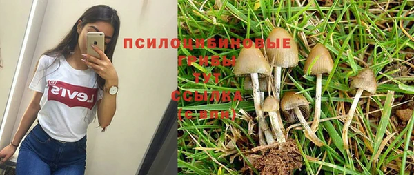 прущие грибы Аша